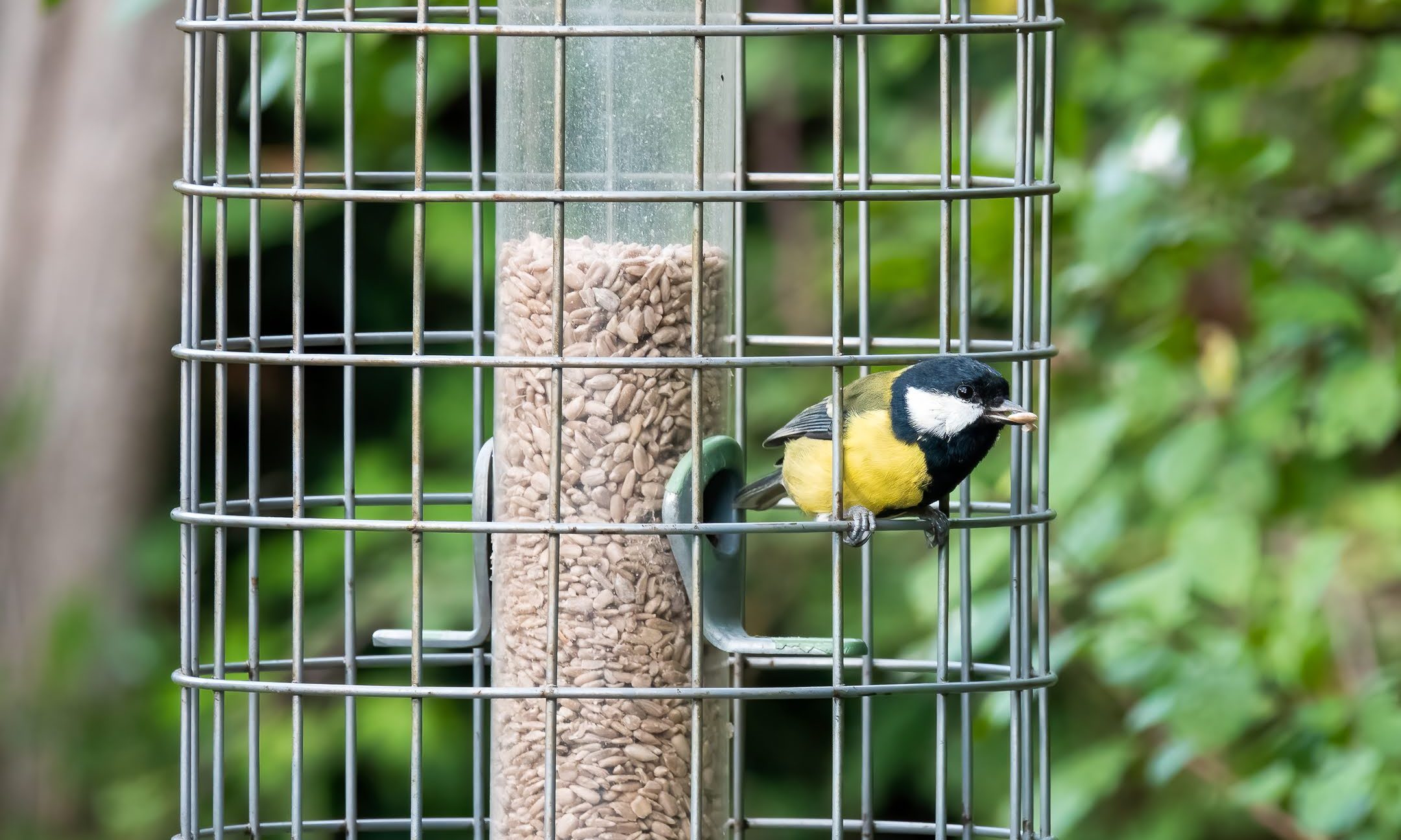 A great tit feeding on sunflower hearts at a caged garden bird feeder
