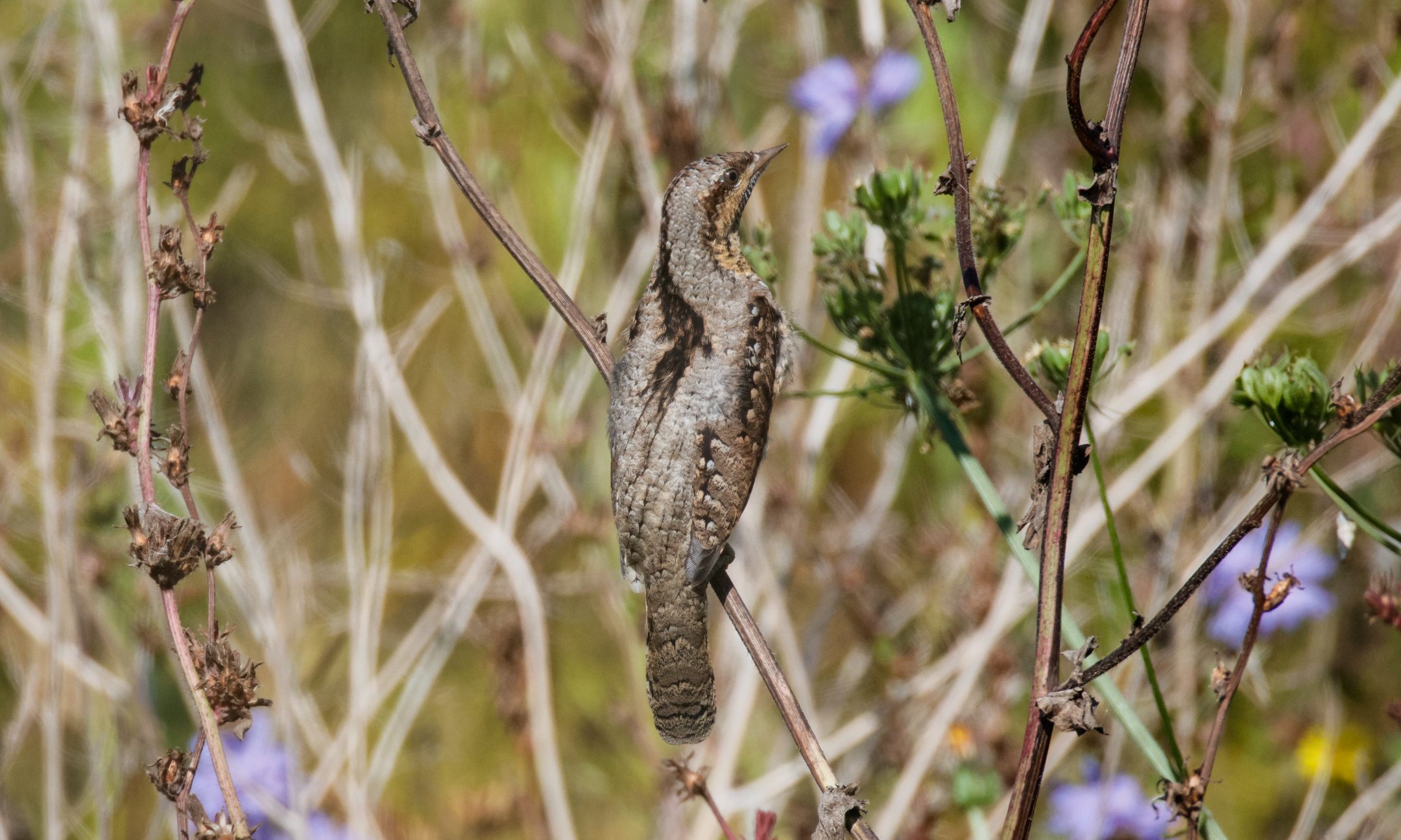 A wryneck perched among dry stems and wildflowers, its barred grey-brown plumage blending into the vegetation
