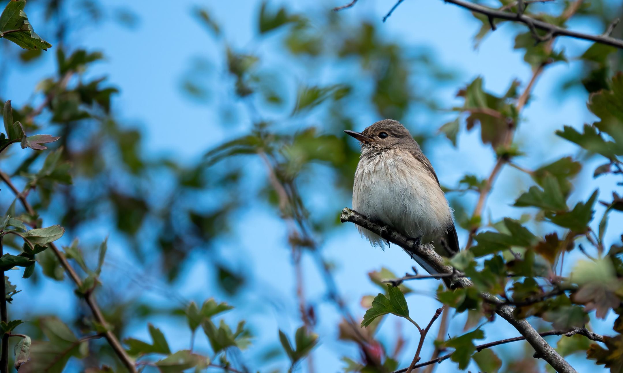 A Spotted Flycatcher perched on a hawthorn branch against a blue sky